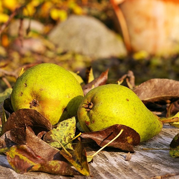 mundraub.org: Kostenlos Obst, Nüsse und Beeren ernten