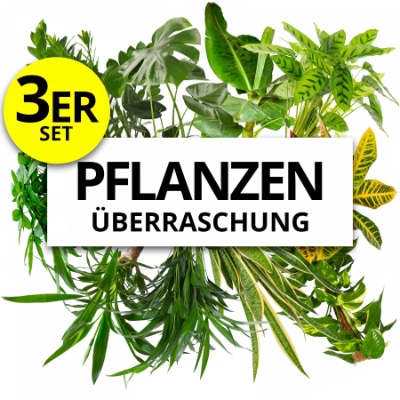 3er Set Pflanzenüberraschung