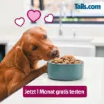 tails.com 4 Wochen kostenlos testen